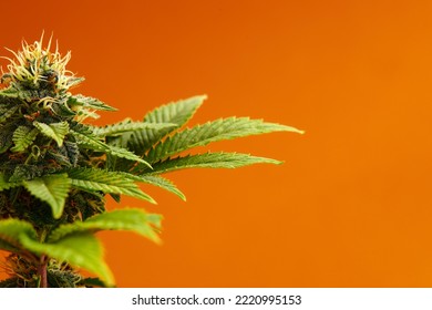 Marijuana Plants Long Banner. Beautiful Tropical Cannabis Background. New Look On Agricultural Strain Of Hemp. Vibrant Exotic Cannabis With Leaves And Buds On Orange Colors