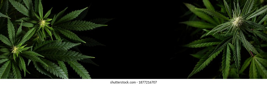 Marijuana Plants On Black Background With Space For Text In Banner Format