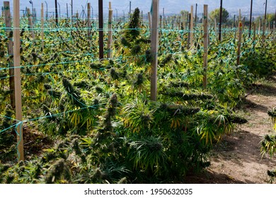 Marijuana Plants At Outdoor - Cannabis Farm Field