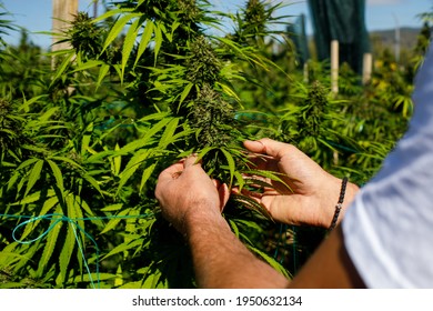 Marijuana Plants At Outdoor - Cannabis Farm Field
