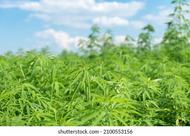 Marijuana Plants At Outdoor - Cannabis Farm Field