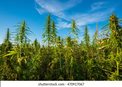 Marijuana Plants At Outdoor Cannabis Farm Field