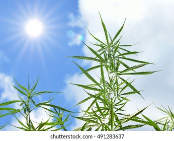 Marijuana Plants At Outdoor Cannabis Farm Field