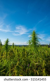 Marijuana Plants At Outdoor Cannabis Farm Field