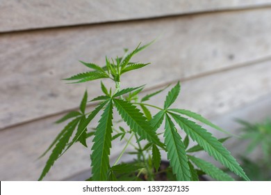 Marijuana In Research Garden, Selective Focus. It's Also Called Weed, Herb, Pot, Grass, Bud, Ganja, Mary Jane, And A Vast Number Of Other Slang Terms - Cannabis Sativa. 