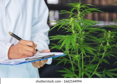 Marijuana research,  scientist checking and analizing hemp plants, signing the results with laptop in a greenhouse. Concept of herbal alternative medicine, cbd hemp oil, pharmaceutical industry