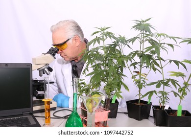 Marijuana Research. A Scientist Uses His Microscope To Research The Benefits Of Marijuana In Medical And Recreational Industries. 