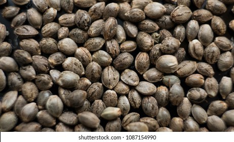 Marijuana Seeds Closeup Healthy Cannabis Seeds Stock Photo Edit Now