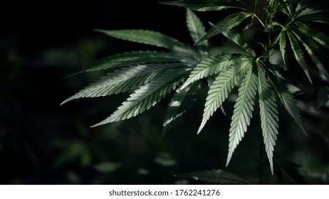 Marijuana stem and leaf close-up.Openwork sheet of hemp.Open sheet of cannabis on a black background.
Light draws the texture of the sheet.
A branch of hemp in the sun.