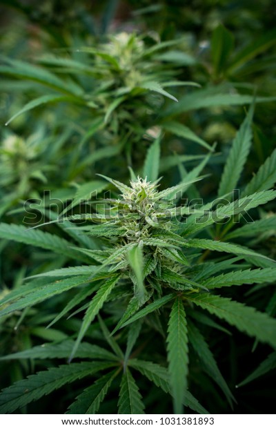 Marijuana Strain Agent Orange Stock Photo Edit Now