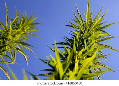 Marijuana in the sunshine, blue sky as background