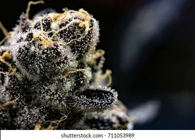 Marijuana Trichomes