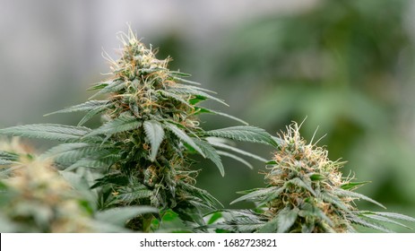 Marijuana Weed Cannabis Bud Macro Close Up In indoor garden 