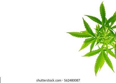  Marijuana White Background Isolate