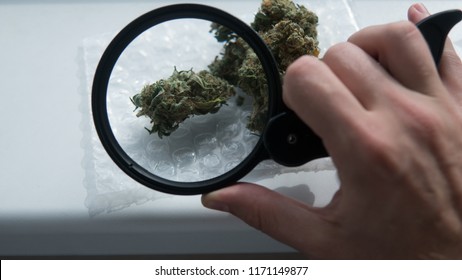 Marijuanna Buds Under Magnifying Glass Closeup Stock Photo (Edit Now