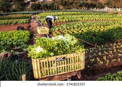 Marilia, Sao Paulo, Brazil, September 04, 2019. Farmer works in a vegetable garden of a small family farm in the city of Marilia