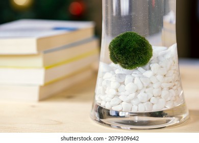 Marimo (also Known As Cladophora Ball, Moss Ball, Or Lake Ball) Is A Rare Growth Form Of Aegagropila Linnaei. This Algae Is Native To Japan And Northern Europe, And It's A Famous Houseplant.