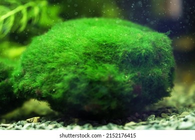 Marimo Or Cladophora Ball. Aegagropila Linnaei.