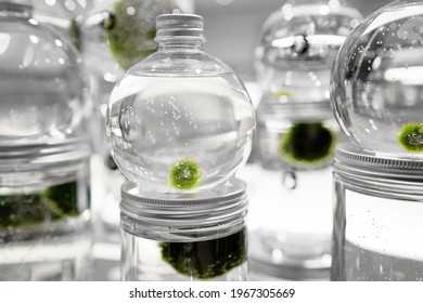 Marimo Or Cladophora Ball Or Moss Ball Or Lake Ball In Glass Jar With Water. Symbol Of Everlasting Love And Good Luck. Rare Growth Form Of Aegagropila Linnaei, Green Balls With Velvety Appearance