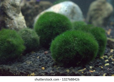 Marimo Moss Ball