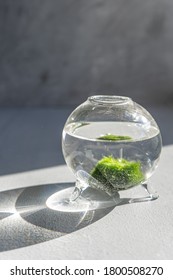 Marimo Moss Ball In Sputnik Aquarium