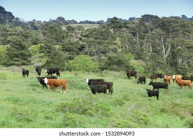 Marin County Cattle Ranch In California, USA. Grazing Cows.