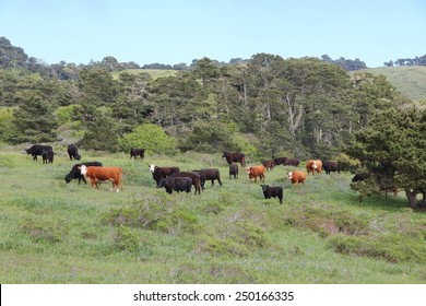 Marin County Cattle Ranch In California, USA. Grazing Cows.