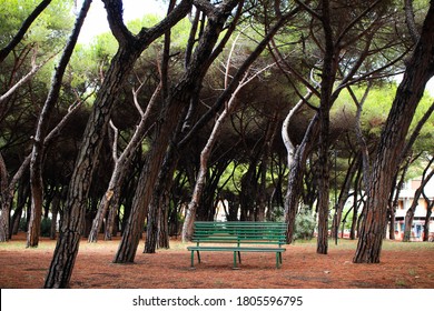 Marina Di Carrara, Massa Carrara/Italy - August The 30th 2020: Pine Grove With Leaning Tress Due To The Wind Effects. 