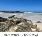 Marina iguana (saurian) on a vulvanic stone at the beautiful, white-sanded beach Playa Las Bachas, Santa Cruz, Galapagos, Ecuador