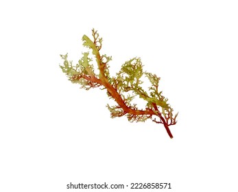 Marine algae branch isolated on white. - Shutterstock ID 2226858571