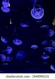 Marine Animals In Ocean Park, Hong Kong

Including Jellyfish (Méduse) And Stingrays (Myliobatoidei)