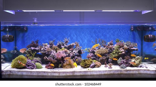 Marine Aquarium, Coral Aquarium