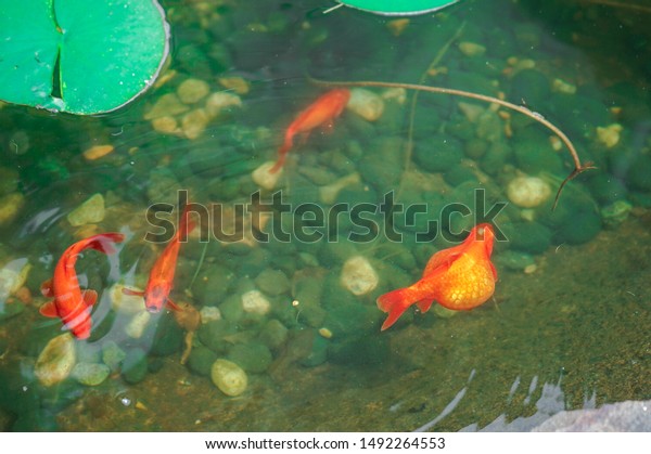 Marine aquatic animal fat goldfish in natural\
green pond with river stone as background. While other fishes are\
thin. Can use to communicate concept words like divide, difference\
shape or personality