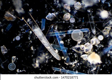 Marine aquatic plankton (Diatoms) under the microscope view.