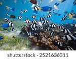 Marine biodiversity above healthy coral reef in the coral Triangle