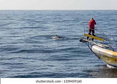 Marine Biologist Doing Research And Photographing Whales.