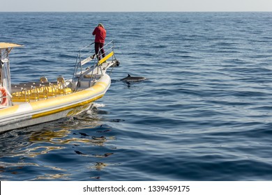 Marine Biologist Doing Research And Photographing Whales.