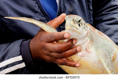 A Marine Biologist Holding An Injured Turtle