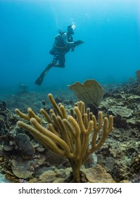 Marine Biologist Recoding Scientific Data Underwater