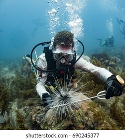 Marine Biologist Studying Black Spiny Sea Urchins In Honduras