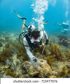 Marine Biologist Surverying Sea Urching In Honduras