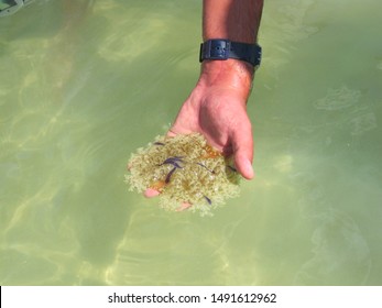 Marine Biology: Marine Biologist Holding  Cassiopea Jelly Fish (upside-down Jellyfish) In Shallow Mangrove Swamp. Marine Research On Ocean Animals Marine Life. Ocean Ecologist Tropic Fieldwork Day.