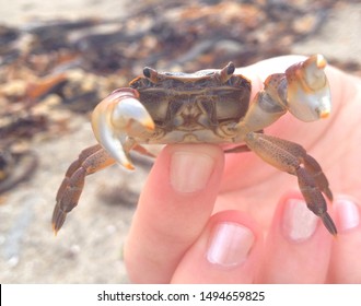 Marine Biology: Marine Biologist Holding Shore Crab (Crustacean) Over Intertidal Rocky Shore. Marine Research On Ocean Animals Marine Life Education. Ocean Ecologist Coast Outdoor Fieldwork Day.