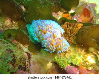 Marine Biology: Gas Flame Nudibranch (Bonisa Nakaza) Snail Observed By Scuba Diving Marine Biologist. Colorful Yellow Purple Sea Slug Underwater In South Africa Macro Closeup. Marine Gastropod Mollusc