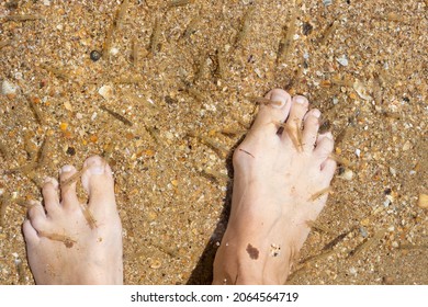 Marine Black Sea Shrimps In Clear Water Swim Up To The Feet Of A Woman.