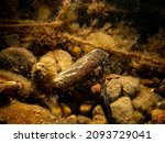 A marine blue mussel, Mytilus edulis on the seafloor. Picture from The Sound, between Sweden and Denmark