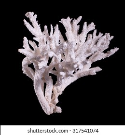 Marine coral on a black background