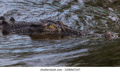 Marine Crocodiles On The Daintree River