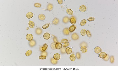 Marine diatom called Cyclotella. 400x magnification with selective focus - Shutterstock ID 2201941591