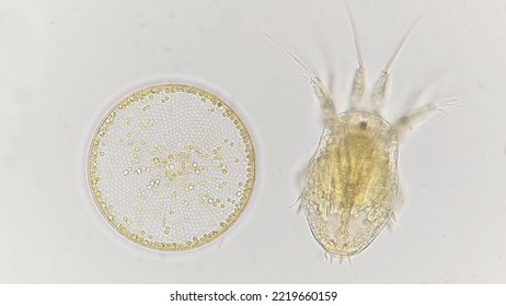 Marine Diatom, Coscinodiscus And The Copepod